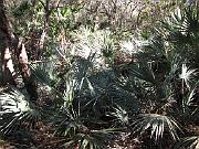 St. Augustine - Jan 2012 122